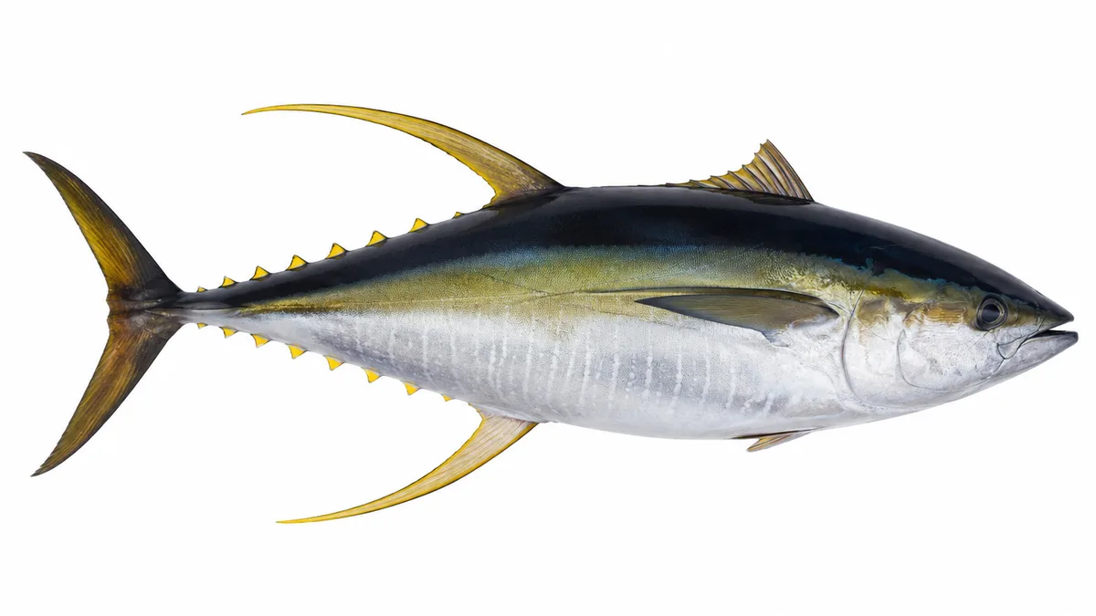 Tonno albacora (Thunnus albacares): esemplare su sfondo bianco