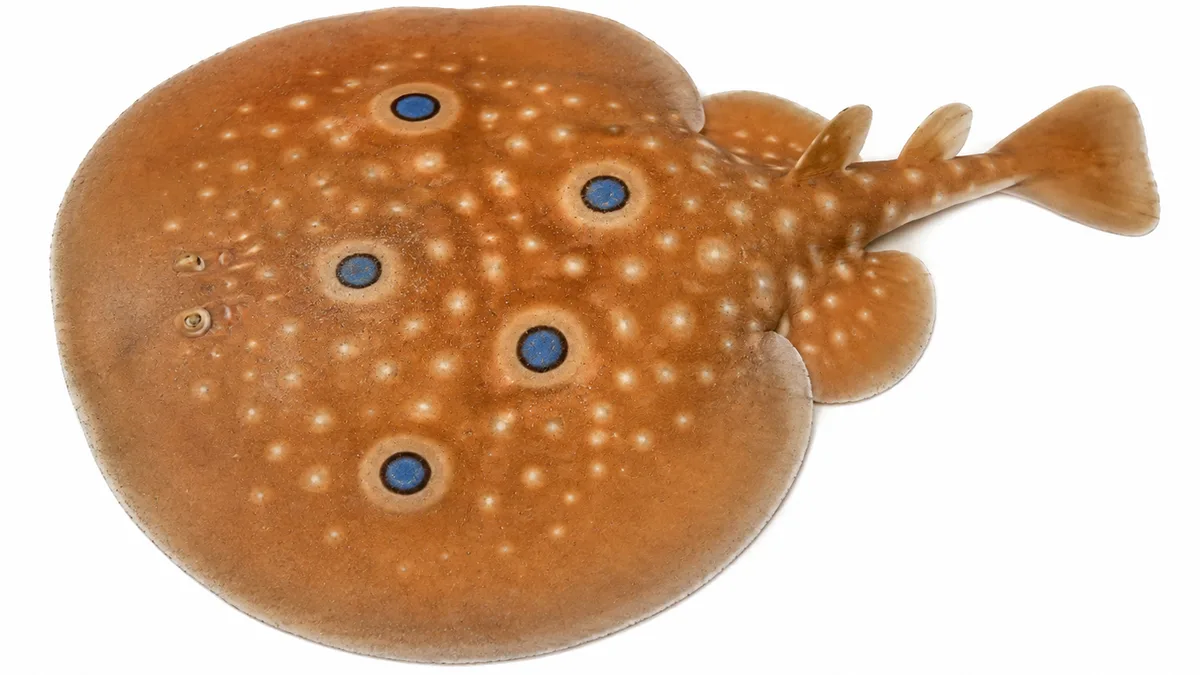 Torpedine ocellata (Torpedo torpedo): esemplare su sfondo bianco
