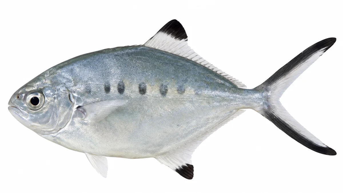 Leccia stella (Trachinotus ovatus): esemplare su sfondo bianco