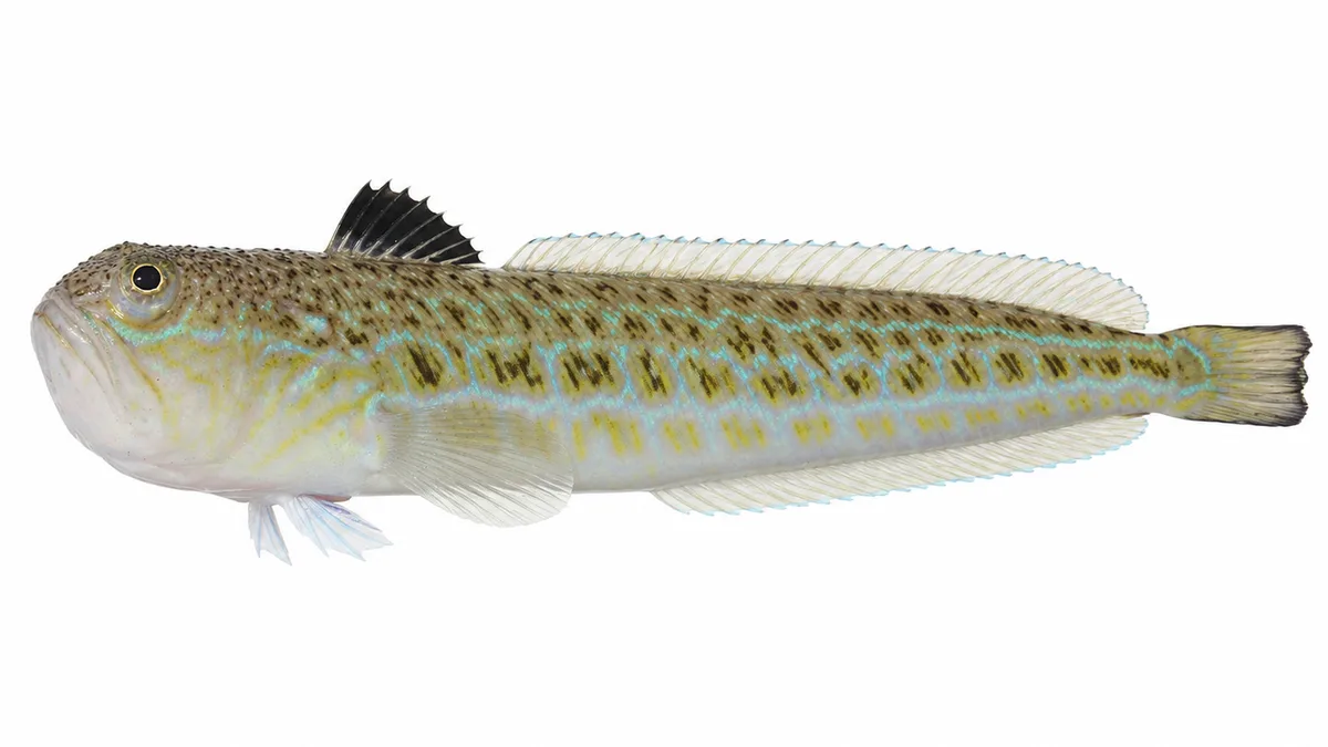 Tracina drago (Trachinus draco): esemplare su sfondo bianco