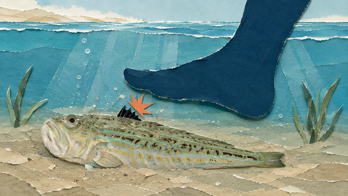 Tracina drago — Pesca e rapporto con l'uomo