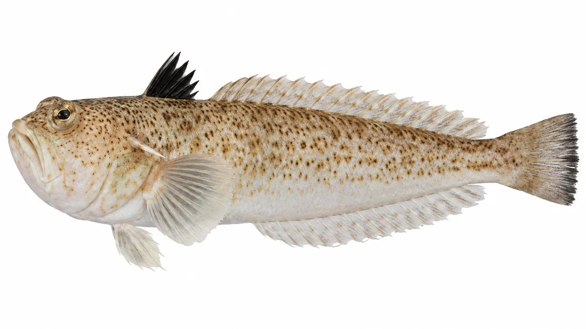 Tracina vipera (Echiichthys vipera): esemplare su sfondo bianco