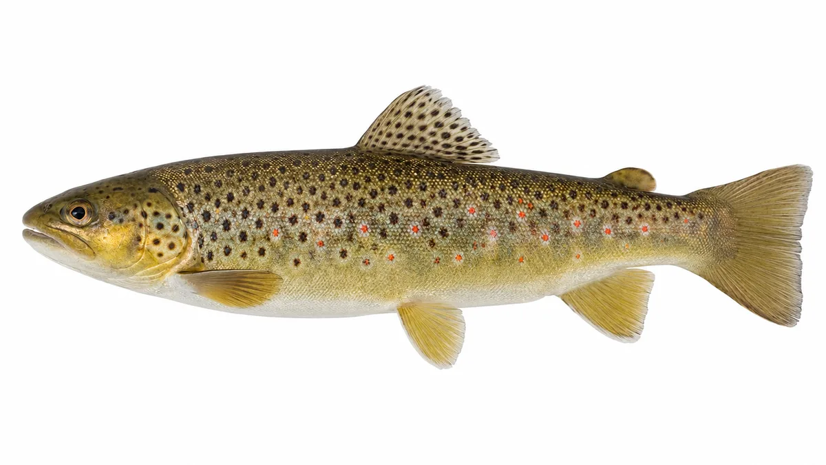 Trota fario (Salmo trutta): esemplare su sfondo bianco
