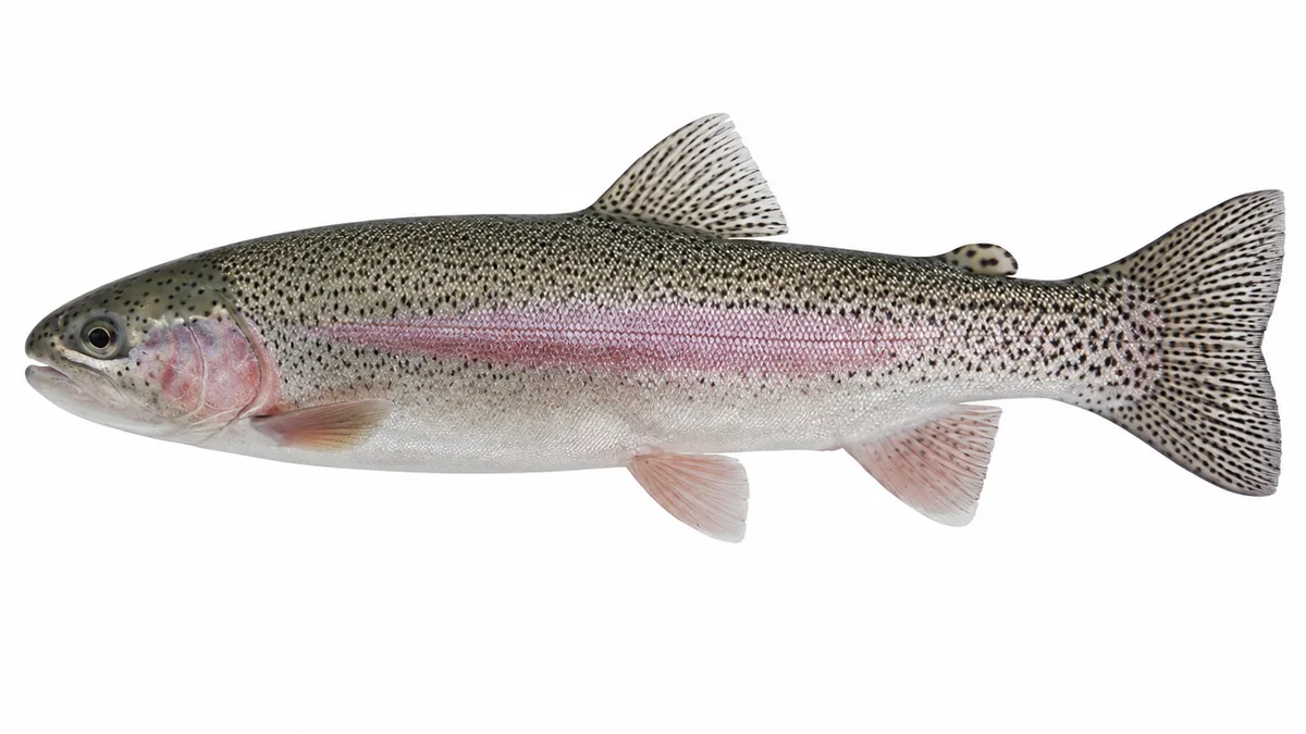 Trota iridea (Oncorhynchus mykiss): esemplare su sfondo bianco