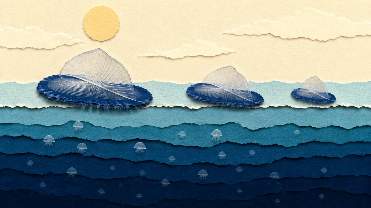 Velella — Habitat e abitudini
