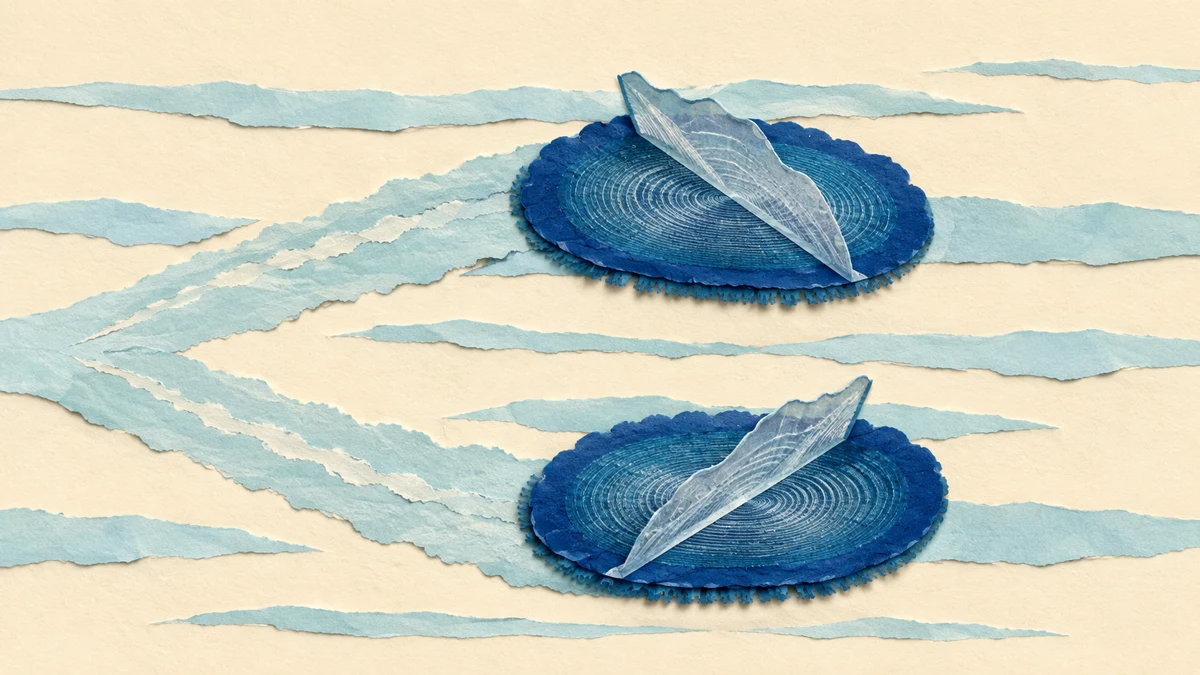 Velella — Lo sapevi che…