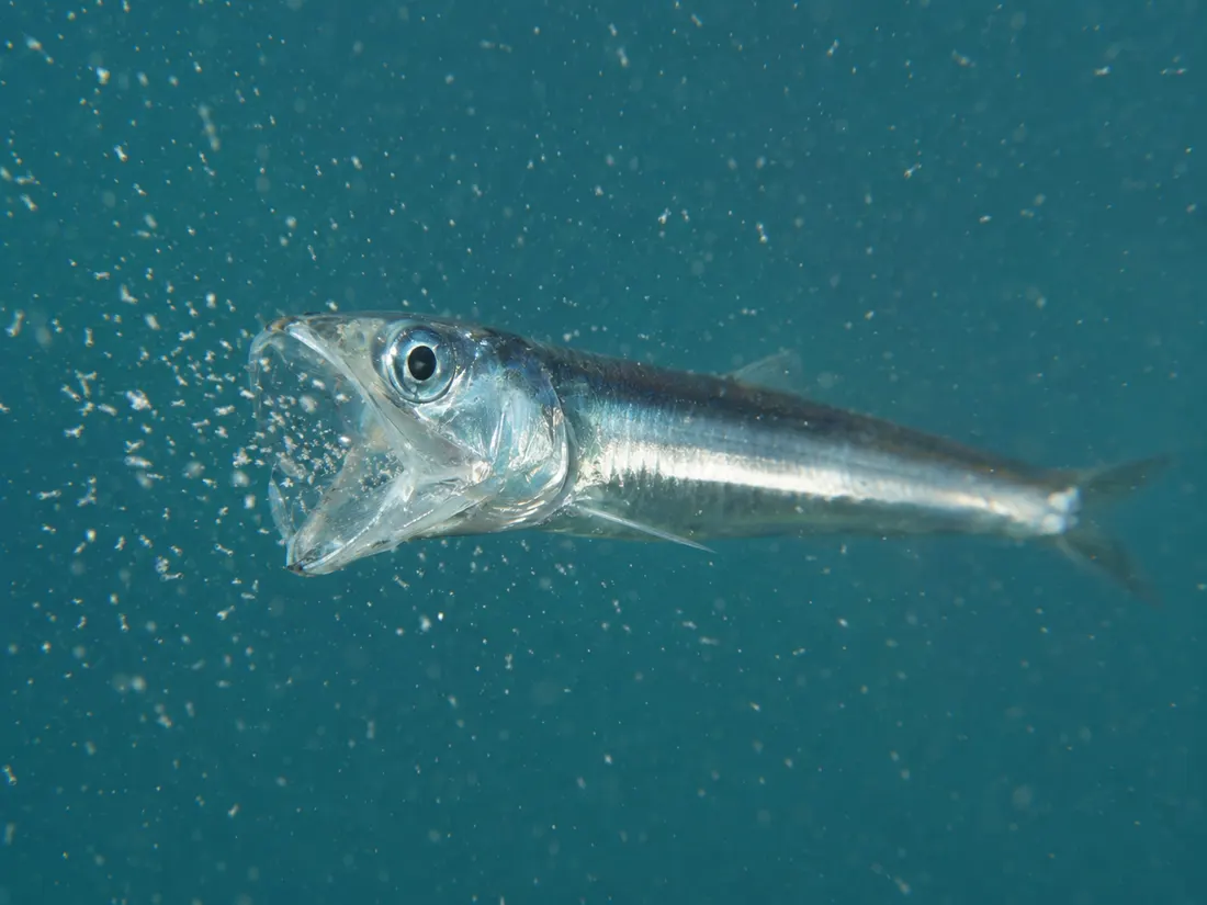 Acciuga (Engraulis encrasicolus) in azione