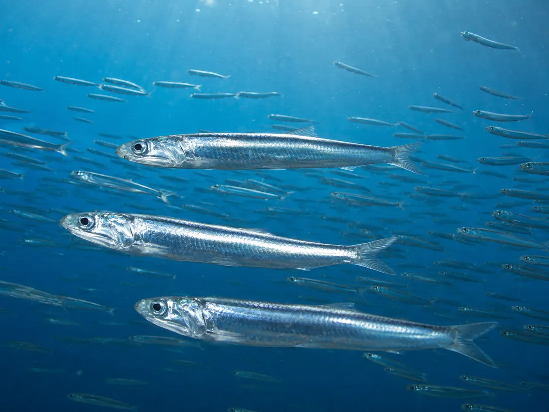 Acciuga (Engraulis encrasicolus) nel suo habitat