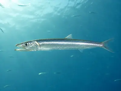Acciuga