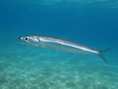 Acciuga