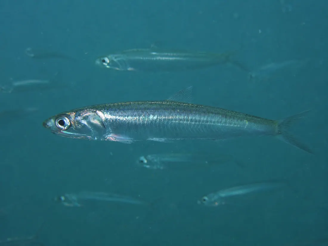 Acciuga (Engraulis encrasicolus) in gruppo