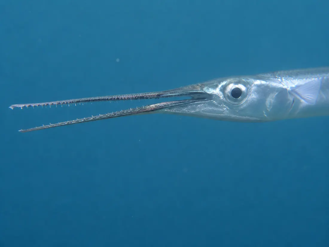 Aguglia (Belone belone) in un dettaglio ravvicinato
