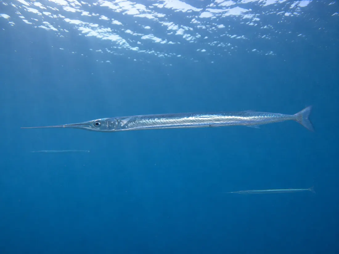 Aguglia (Belone belone) nel suo habitat