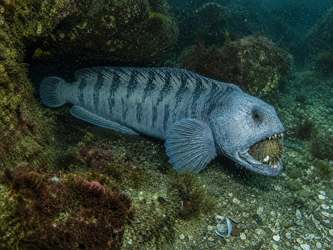 Bavosa lupa (Anarhichas lupus) in azione