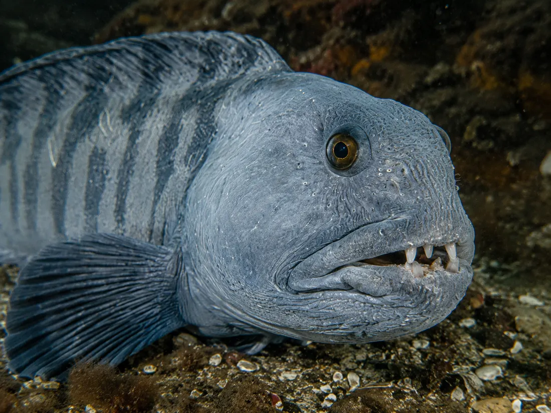 Bavosa lupa (Anarhichas lupus) in un dettaglio ravvicinato
