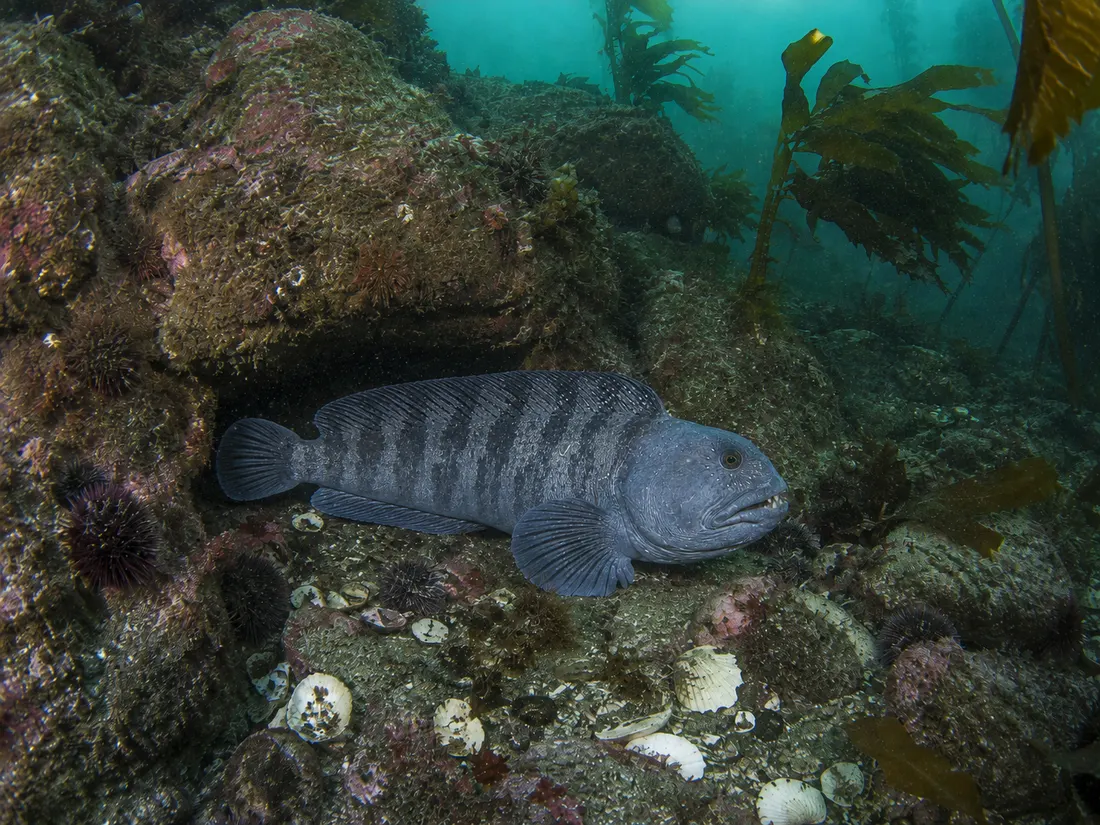 Bavosa lupa (Anarhichas lupus) nel suo habitat
