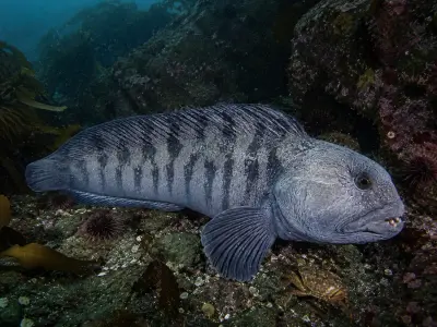 Pesce lupo