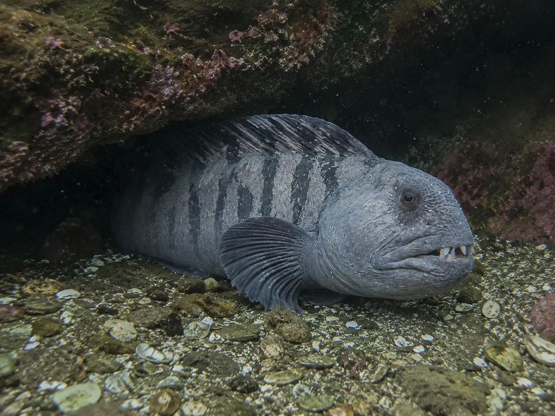 Bavosa lupa (Anarhichas lupus) in gruppo