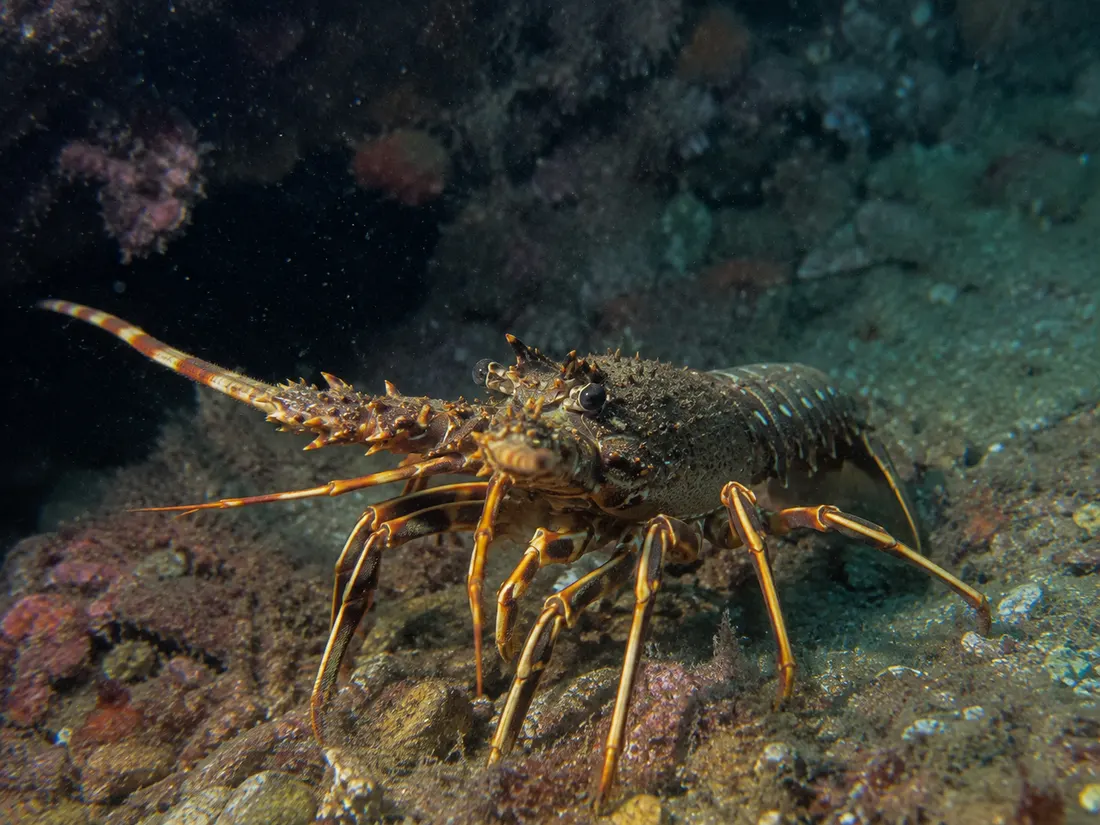 Aragosta mediterranea (Palinurus elephas) in azione