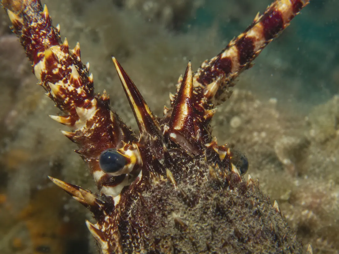 Aragosta mediterranea (Palinurus elephas) in un dettaglio ravvicinato