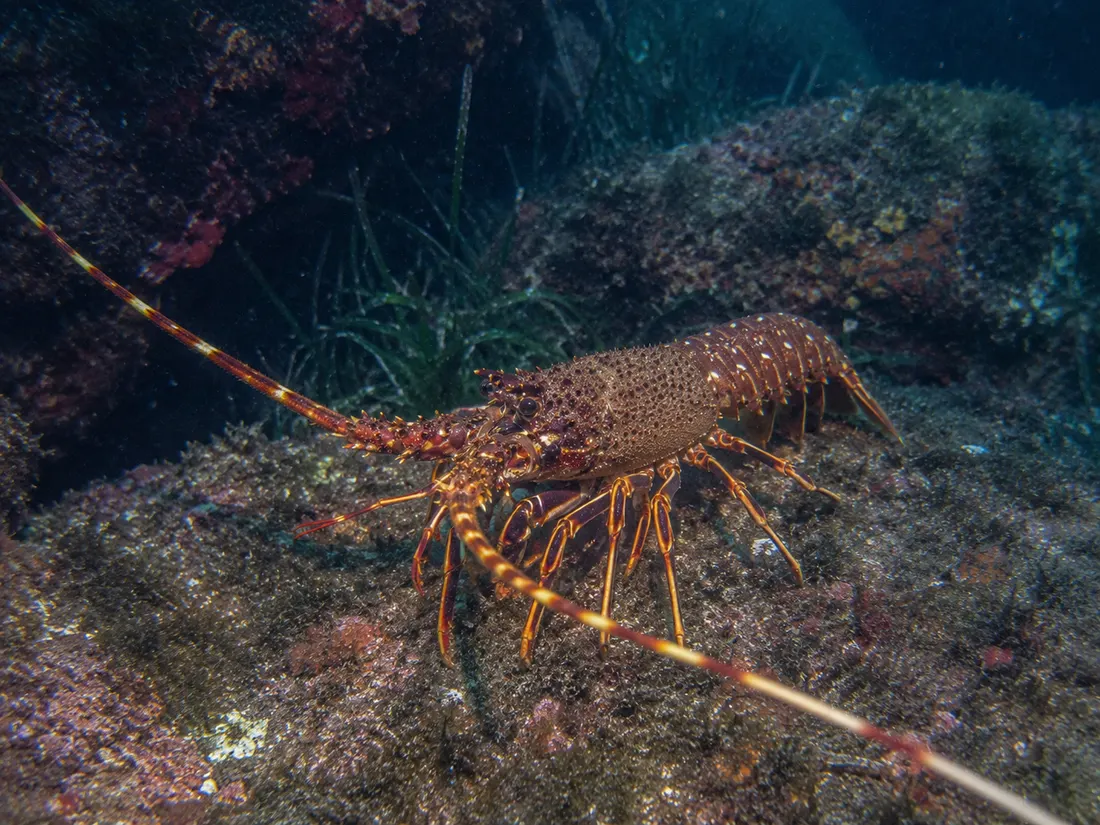 Aragosta mediterranea (Palinurus elephas): esemplare fotografato