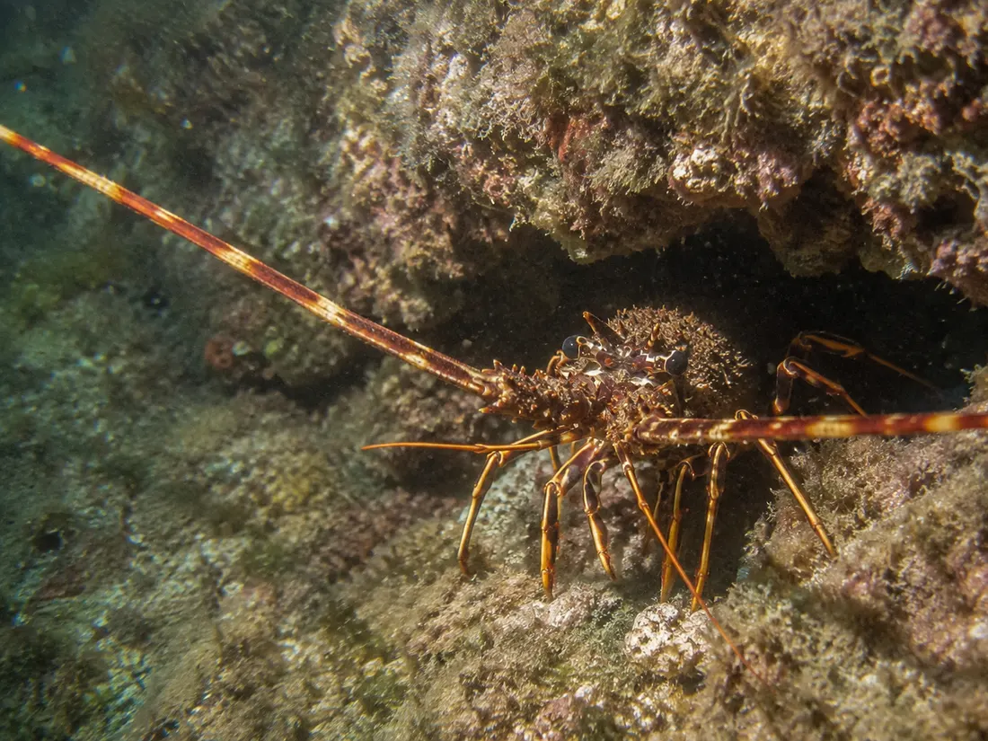 Aragosta mediterranea (Palinurus elephas) in gruppo