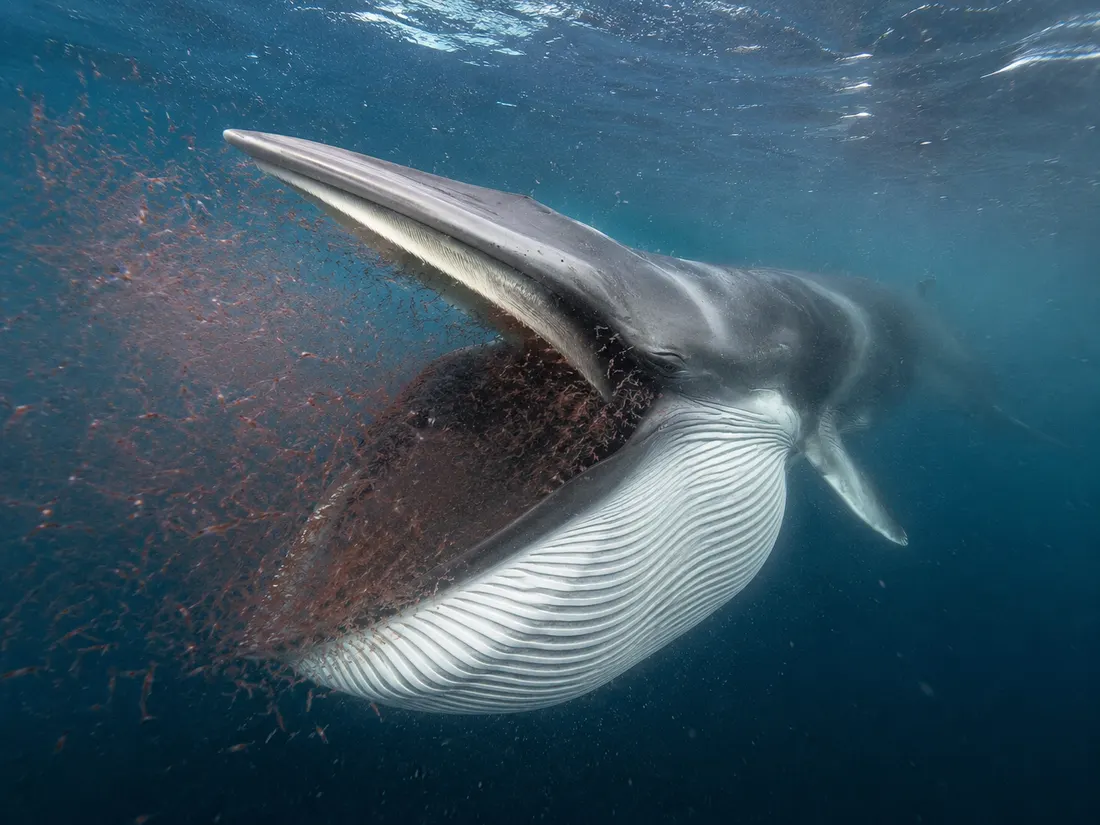 Balenottera comune (Balaenoptera physalus) in azione