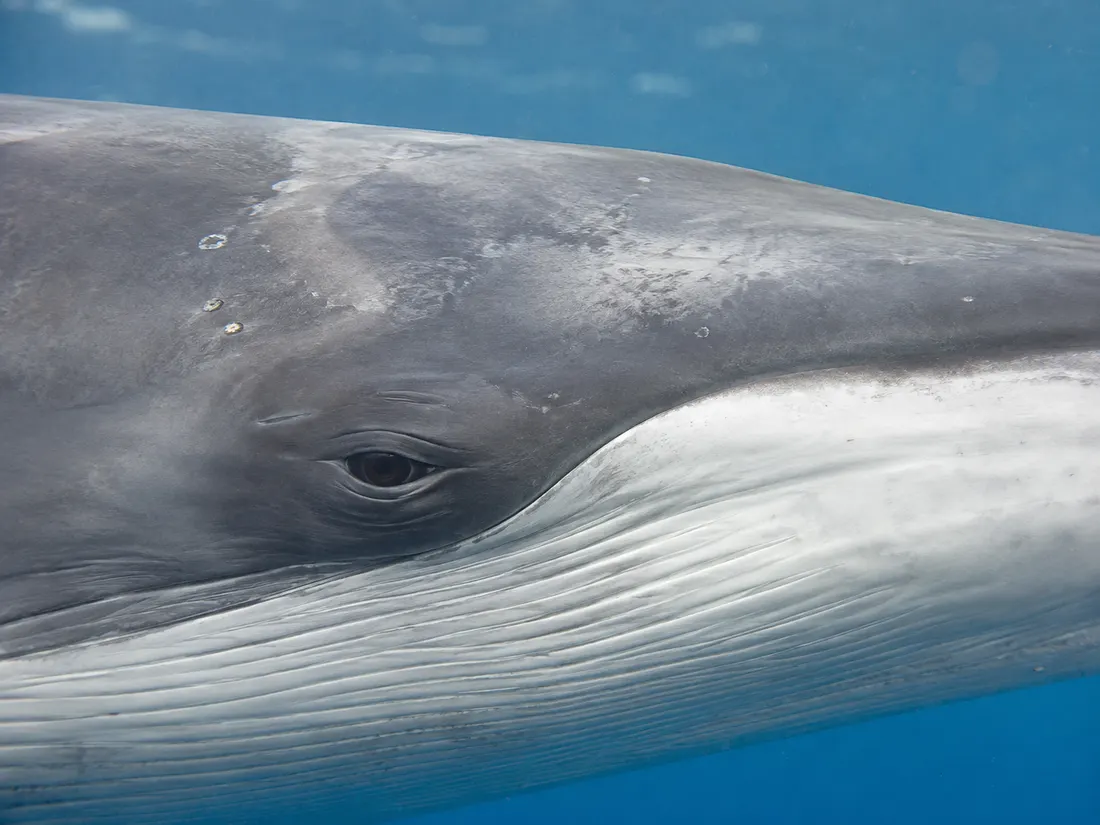 Balenottera comune (Balaenoptera physalus) in un dettaglio ravvicinato