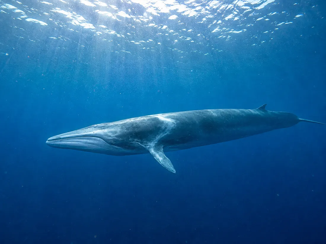Balenottera comune (Balaenoptera physalus) nel suo habitat