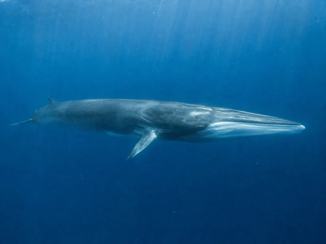 Balenottera comune (Balaenoptera physalus) in gruppo