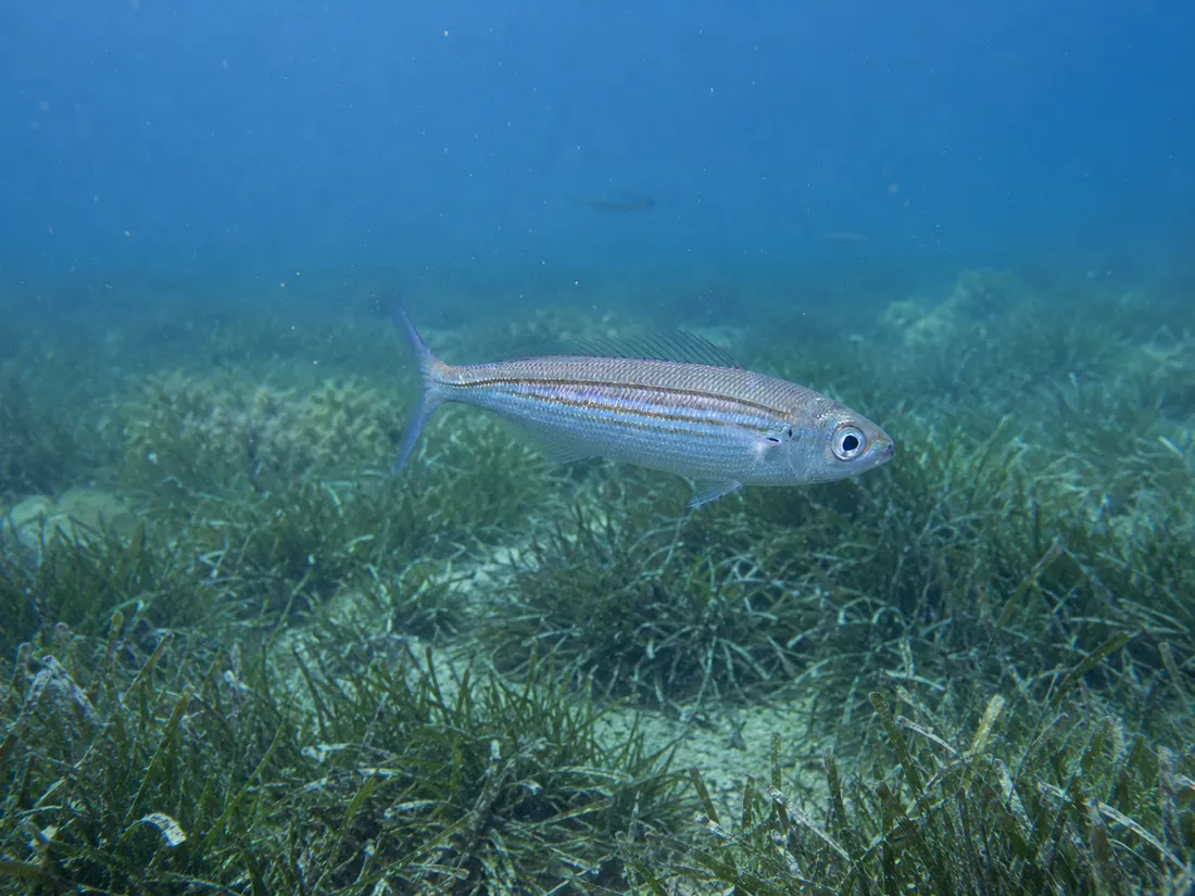 Boga (Boops boops) nel suo habitat