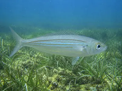 Boga