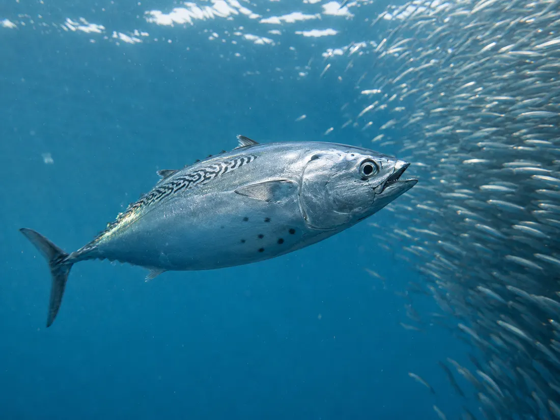 Alletterato (Euthynnus alletteratus) in azione