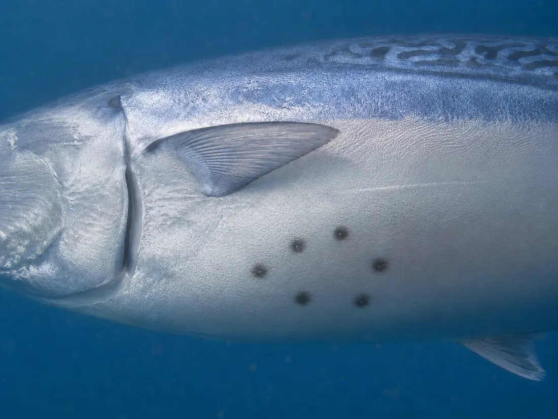 Alletterato (Euthynnus alletteratus) in un dettaglio ravvicinato