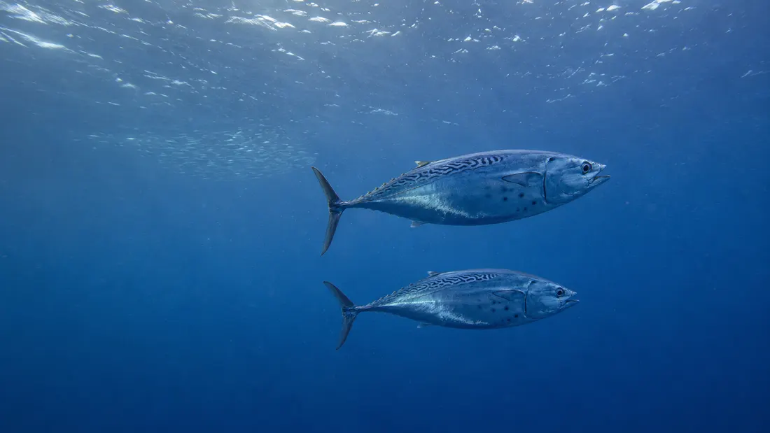 Alletterato (Euthynnus alletteratus) nel suo habitat