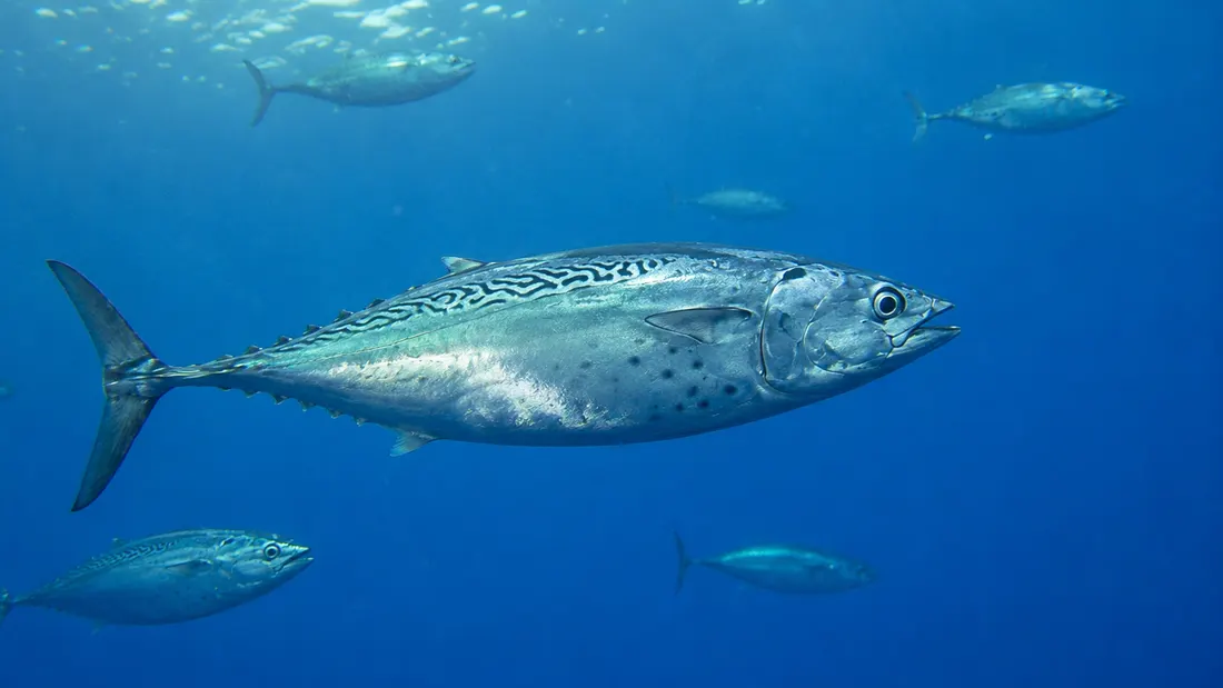 Alletterato (Euthynnus alletteratus) in gruppo