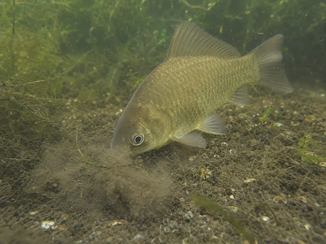 Carassio dorato (Carassius auratus) in azione