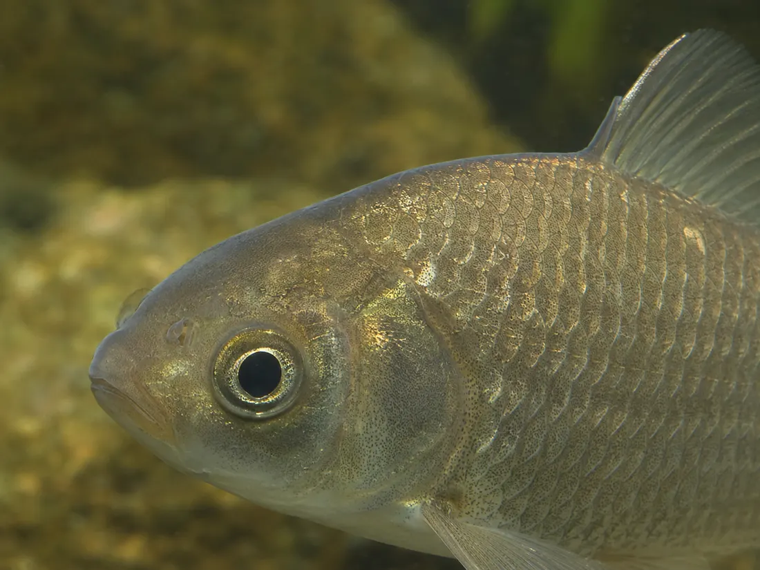Carassio dorato (Carassius auratus) in un dettaglio ravvicinato