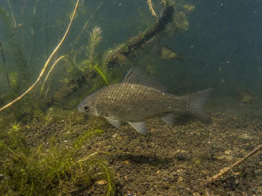 Carassio dorato (Carassius auratus) nel suo habitat
