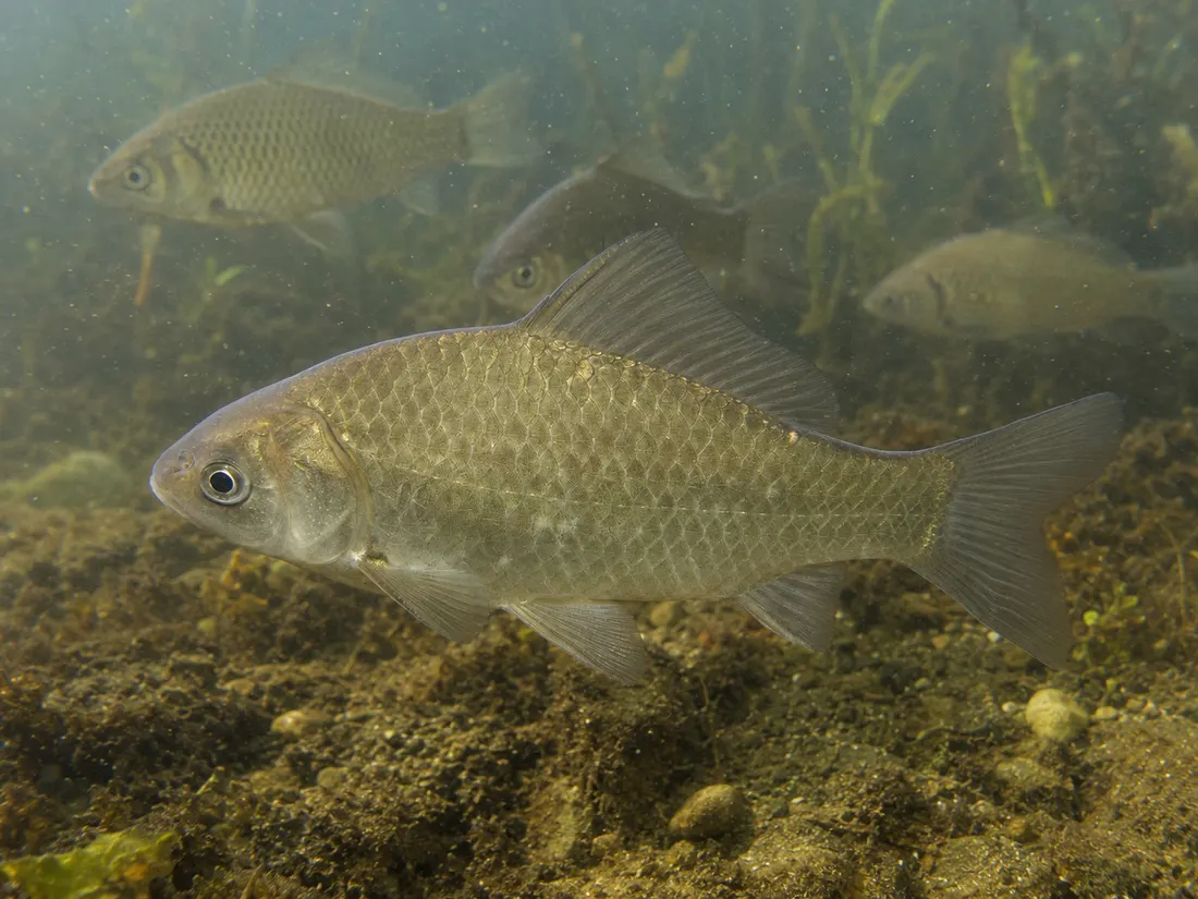 Carassio dorato (Carassius auratus) in gruppo