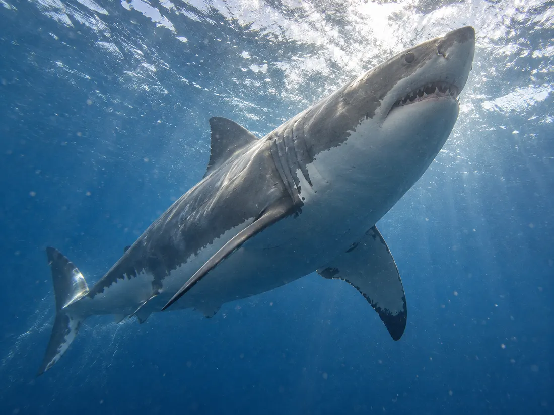 Squalo bianco (Carcharodon carcharias) in azione