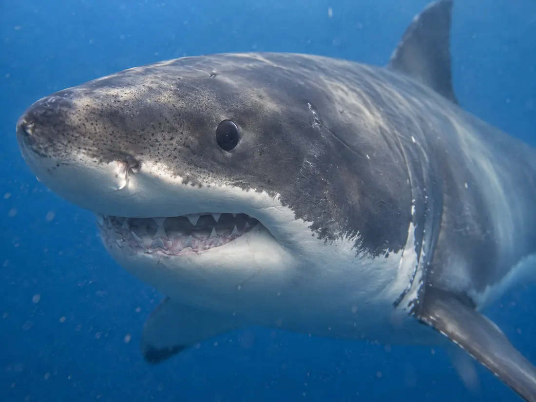Squalo bianco (Carcharodon carcharias) in un dettaglio ravvicinato