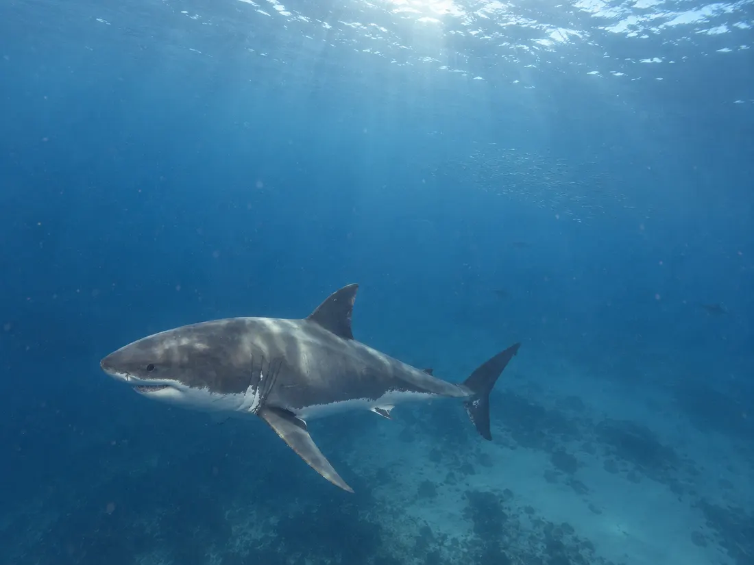 Squalo bianco (Carcharodon carcharias) nel suo habitat