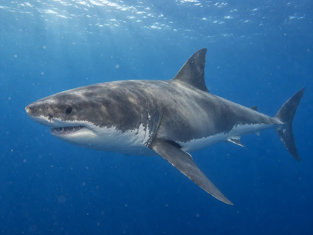 Squalo bianco (Carcharodon carcharias) in gruppo