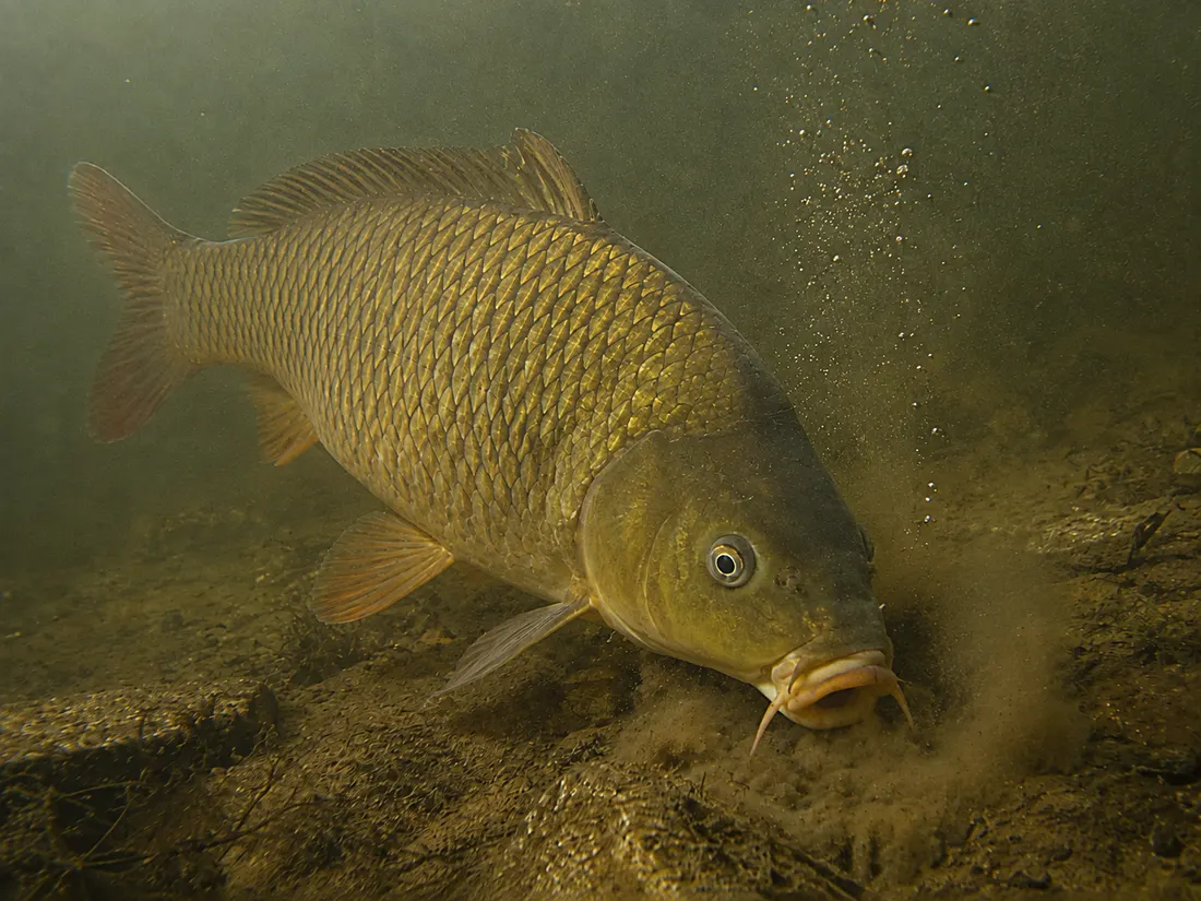 Carpa comune (Cyprinus carpio) in azione