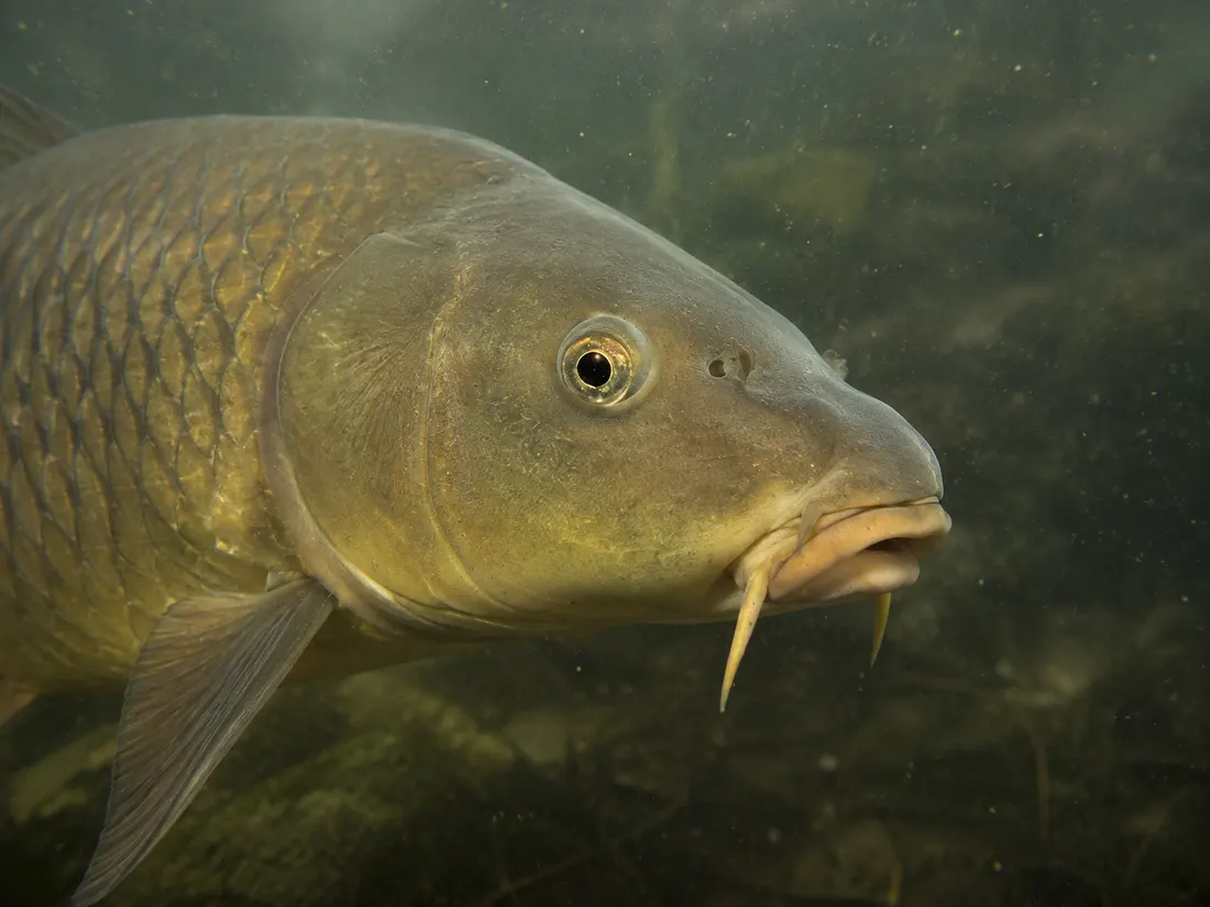 Carpa comune (Cyprinus carpio) in un dettaglio ravvicinato