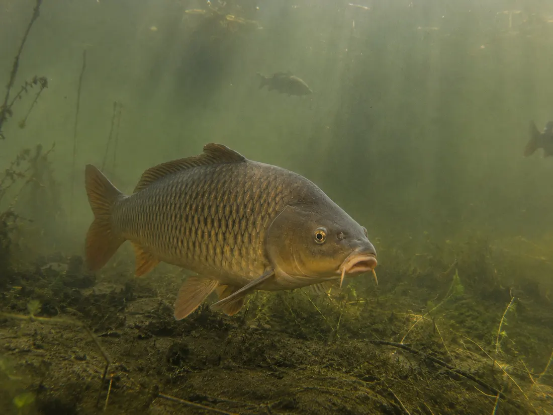 Carpa comune (Cyprinus carpio) nel suo habitat