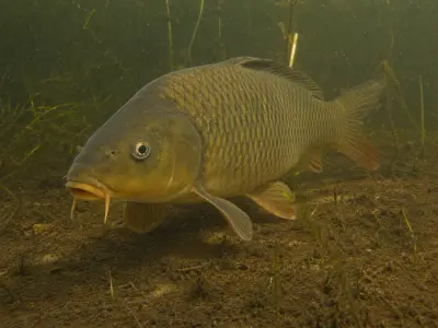 Carpa comune