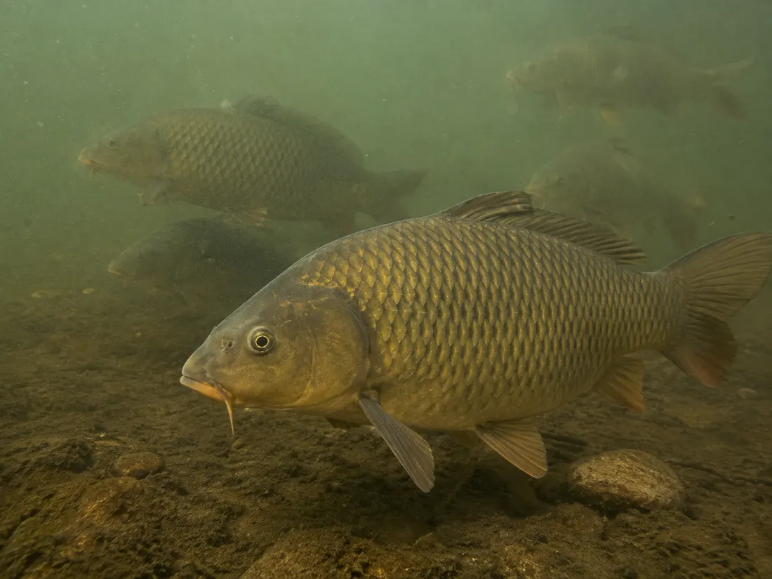 Carpa comune (Cyprinus carpio) in gruppo