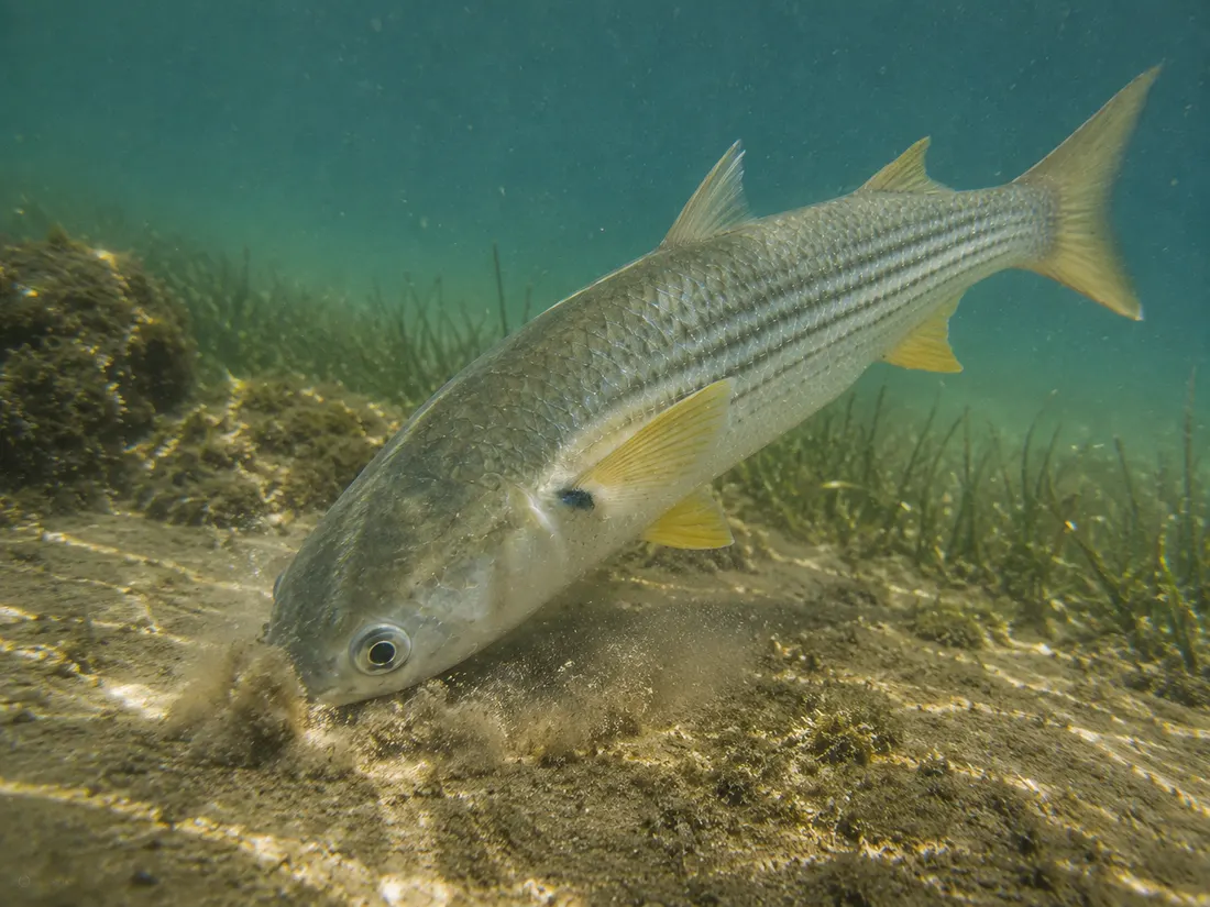 Cefalo (Mugil cephalus) in azione
